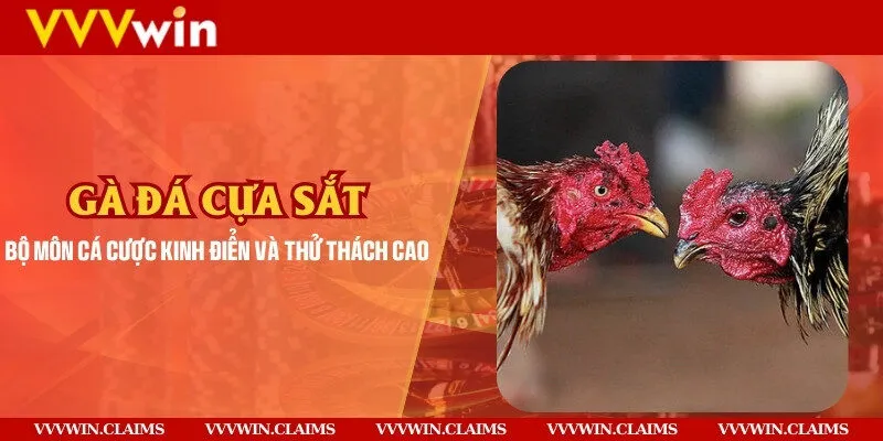 Gà đá cựa sắt - Bộ môn cá cược kinh điển và thử thách cao