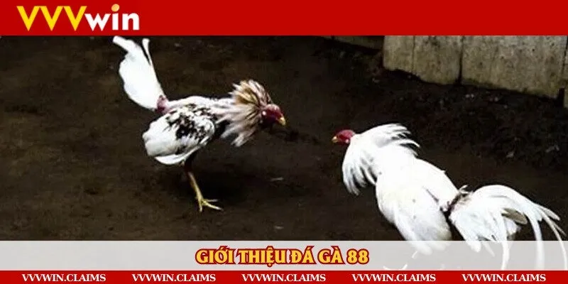 Giới thiệu đôi nét về nền tảng đá gà 88