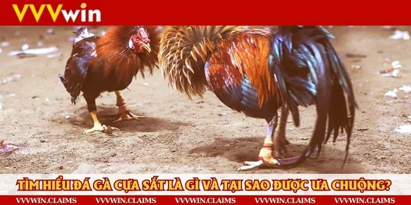 Gà đá phiên bản cựa sắt đặc biệt được ưa chuộng trên thị trường