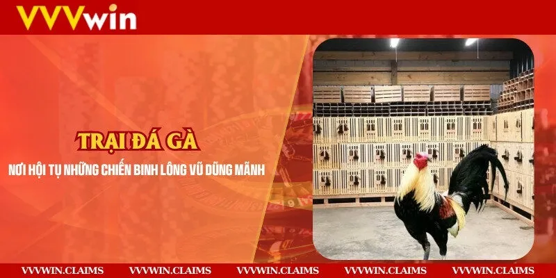 Trại gà đá – Nơi hội tụ những chiến binh lông vũ dũng mãnh
